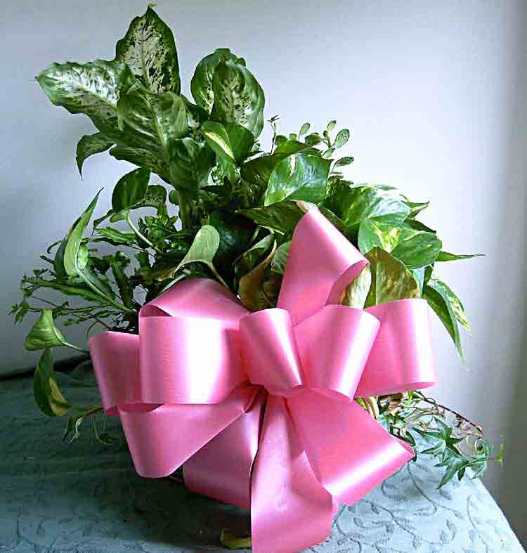 plant with bow ribbon