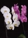 thumbnail-orchids